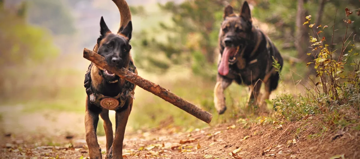 Big stick